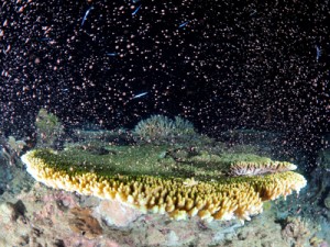 夜の海を神秘的に彩ったサンゴの産卵＝１０日午後１０時５０分ごろ、大和村国直沖で興克樹さん撮影