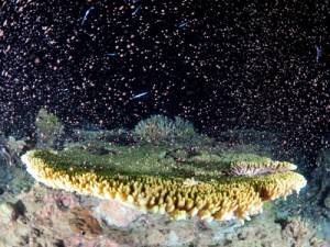 夜の海を神秘的に彩ったサンゴの産卵＝１０日午後１０時５０分ごろ、大和村国直沖で興克樹さん撮影