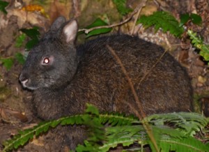 ①	マミノクロウサギ（上）の交通事故防止を呼び掛ける看板を設置した関係者ら＝１８日、瀬戸内町（奄美野生生物保護センター提供）