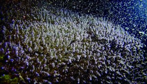 喜界島沖で確認されたサンゴの産卵＝１３日午後９時ごろ（依田純一さん撮影）