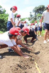 講師に教わりながら学校農園にサトウキビを植える喜界小の児童ら＝１０日、喜界町赤連