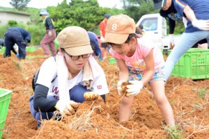 ユリ球根の掘り取り作業に励む参加者＝５日、和泊町喜美留