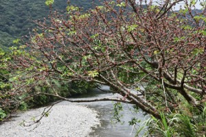 淡い紅色の実が鈴なりになったアコウ＝１０日、奄美市名瀬