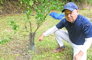 独自の保護柵を設置してタンカンの幼木を保護する松下さん＝１５日、同町母間