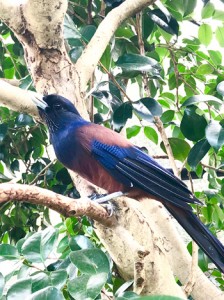 ルリカケスのジェイ（平川動物公園提供）