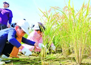 稲を刈り取る児童ら＝２３日、和泊町大城
