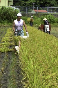 協力して稲の収穫作業に取り組む住民ら＝７日、龍郷町