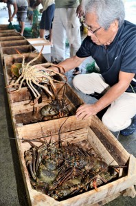 漁が解禁され、水揚げされたイセエビ＝２１日、名瀬漁協
