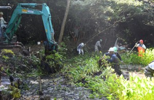 ホテイアオイの駆除作業＝１８日、伊仙町糸木名