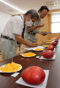 ２０点の出品があった沖永良部島のマンゴー品評会＝５日、和泊町