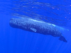 調査で確認されたマッコウクジラとミナミハンドウイルカの群れ＝７月、奄美大島近海（興克樹さん撮影）