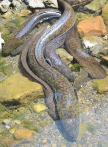  わずかに残った水たまりに、ひしめくウナギ＝１９日、奄美市名瀬の仲勝川