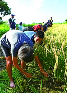 鎌を手に刈り取り作業に励む子ども＝３０日、伊仙町伊仙