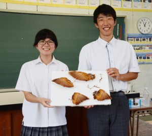 アカショウビンの翼の剥製を作った中村さん（左）と川上さん＝１９日、奄美市笠利町