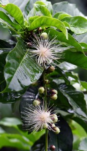 一夜限りの花を咲かせるサガリバナ