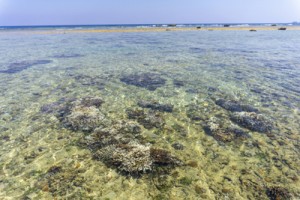 白化が確認された用海岸のサンゴ＝１８日、奄美市笠利町（濱田康作さん撮影）