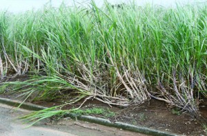 強風の影響で倒れたサトウキビ＝２日、伊仙町伊仙