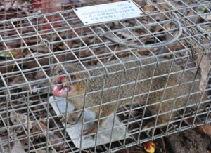 奄美大島で捕獲されたマングース＝２０１２年６月、大和村の環境省奄美野生生物保護センター
