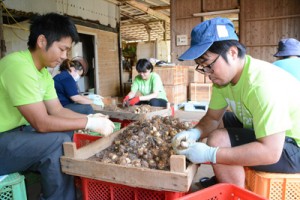 ギネス世界記録挑戦へ向け、球根を準備する和泊町連合青年団＝２６日、同町