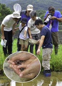 水辺の生き物を観察した参加者ら（円内は奄美群島以南に生息するハロウエルアマガエルなどのオタマジャクシ）＝２０日、奄美市名瀬