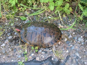 県指定外来動植物に追加指定されるミシシッピアカミミガメ（県環境技術協会提供）