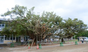 「なかよしガジュマル」を植え直した後の様子＝１２日、和泊町