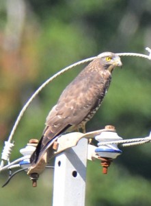 電柱に止まったサシバ＝１１日、宇検村宇検