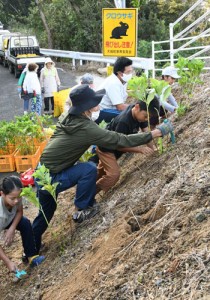 前野展望台周辺にアジサイの苗を植える住民＝１７日、天城町前野 