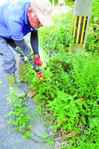 外来種駆除作業を行う参加者と外来種のシロノセンダングサ（●）＝１７日、宇検村