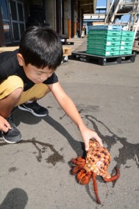 名瀬港で見つかったコモンヤドカリ＝３日、奄美市名瀬