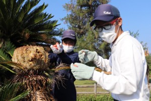 ソテツの実を収穫する支援教室の生徒＝１５日、喜界町池治