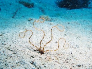 加計呂麻島沿岸で見つかったキンハブトラノオクモヒトデ（上）と刺激を受けて緑色に発光する個体（藤井琢磨さん撮影）