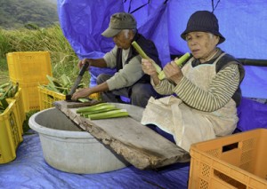 収穫したマコモの出荷作業に励む農家＝１９日、龍郷町幾里