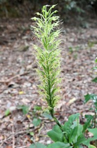 初秋の林床を彩るリュウキュウサギソウ＝徳之島