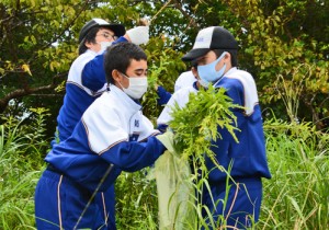 外来植物のセイタカアワダチソウを取り除く龍南中学校の生徒＝７日、龍郷町