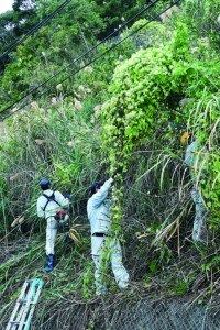 約６０人で行った特定外来生物ツルヒヨドリの駆除作業＝２７日、瀬戸内町勝浦