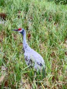 奄美大島に飛来したカナダヅル＝６日午前１１時ごろ、龍郷町秋名（山下弘さん撮影）