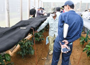 県農業開発総合センター徳之島支場が実証栽培したコーヒーノキを視察する生産農家＝４日、伊仙町面縄