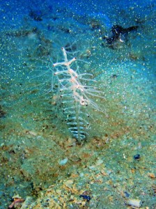 大島海峡で発見された新種の「カリベレムノン　ヒノエンマ」（提供写真）