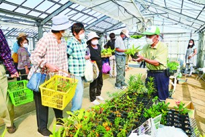 多くの人でにぎわった苗もの市＝２１日、天城町瀬滝