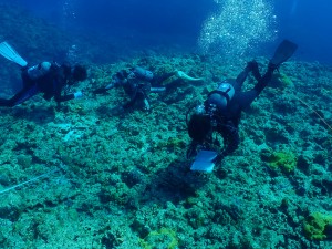 ダイビング事業者らが参加したヨロン島リーフチェック＝２１日、与論島の供利沖（海の再生ネットワークよろん提供）