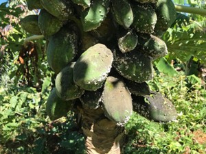 パパイアコナカイガラムシのパパイア果実への寄生状況（県病害虫防除所提供）