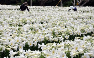 奄美で初めて地理的表示（ＧＩ）保護制度対象品目に登録されたえらぶゆり