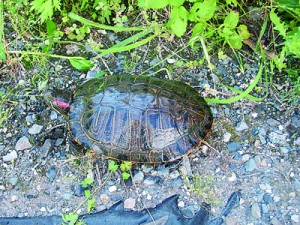 県指定外来動植物に追加指定されたミシシッピアカミミガメ（県環境技術協会提供）