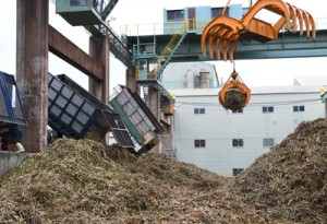 製糖シーズンが始まり工場に搬入されたサトウキビ＝１５日、徳之島町徳和瀬