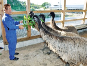 豊原さんから与えられた葉っぱをおいしそうに頬張るエミュー