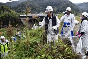 住用川の河川敷でセイタカアワダチソウを駆除する平良建設の社員ら＝５日、奄美市住用町  