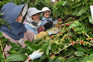 コーヒー農園で作業するスタッフ＝８日、奄美市笠利町  