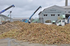 原料サトウキビの搬入が始まった富国製糖＝１４日、奄美市笠利町