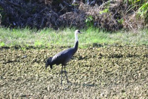 喜界島に飛来したナベヅル＝２３日